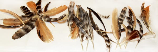 Chicken Feather Frenzy...Molting 101
