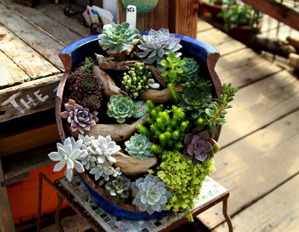 Succulent Gardens - The Place to Buy Succulents...and Get Great Ideas!