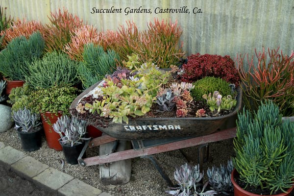 Succulent Gardens Extravaganza!