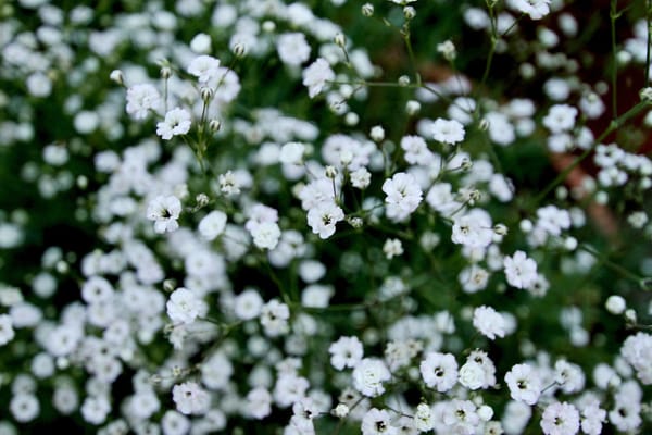 Grow Your Own Babys Breath!