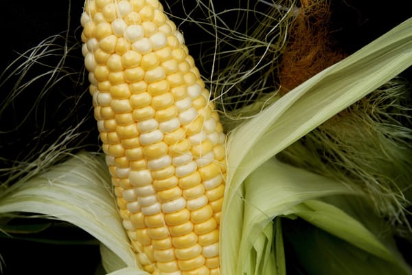 Corn..."On Deck"..Big Flavor on Small Plants