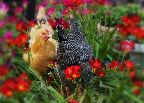 Adding Chickens to your Flock - Part One